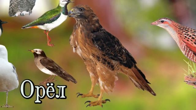 Птицы России смотреть онлайн