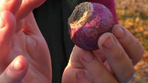 ГИАЦИНТЫ. ПОСАДКА ЛУКОВИЦ. Мои цветы. Мой опыт.