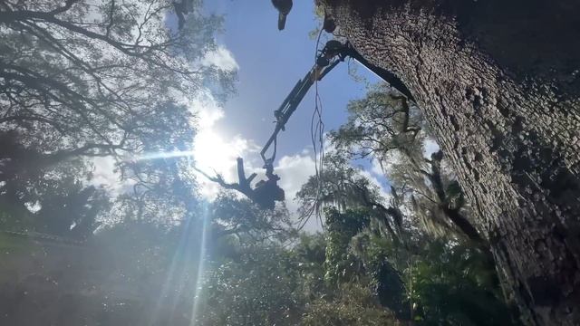 The City Tried to SHUT DOWN Our Job Site! Hollow Tree Removal! смотреть онлайн