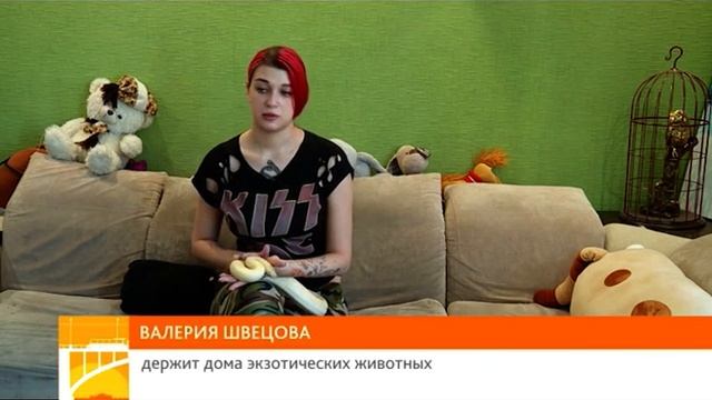 Стоит ли заводить ежей, змей, енотов: заблуждения об экзотических домашних животных смотреть онлайн