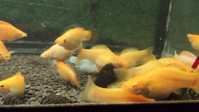 Molly Red Albino , Velifera Red Albino ,velifera Yucatan, моллинезия, велифера оранж альбино