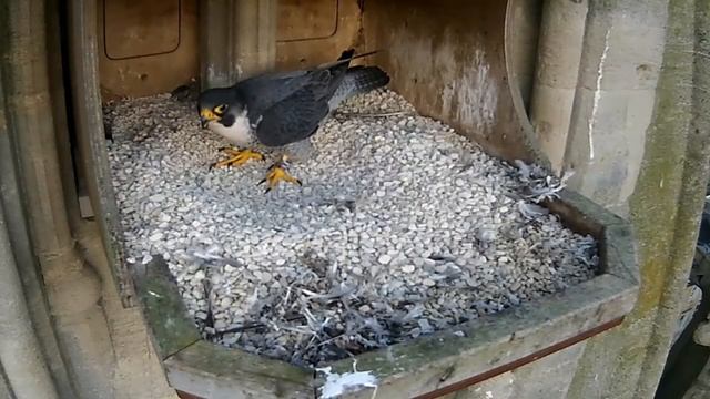 Bath Urban Peregrine Project: Tiercel AA with prey for his GLF (20170317) смотреть онлайн