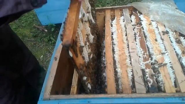 Вот это пчёлы смотреть онлайн