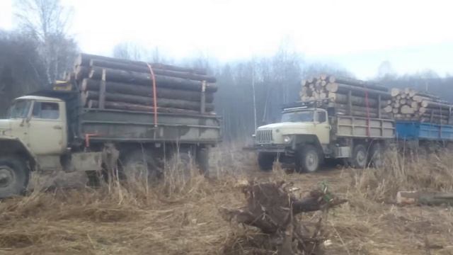 урал 5557 двойной тягой после дождя с лесом смотреть онлайн