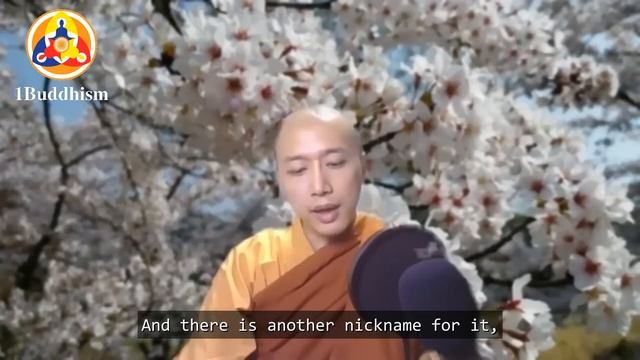 Śūraṅgama Dharma Hall- Introduction to the Śūraṅgama Sūtra смотреть онлайн