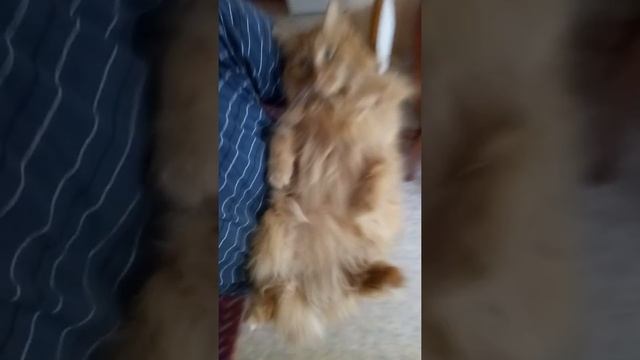 кошка урчит и ловит руку смотреть онлайн