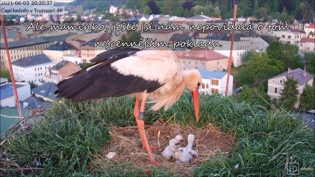 About big storks love and great treasure | O velké čapí lásce a nejcennějším pokladu | Trutnov смотреть онлайн