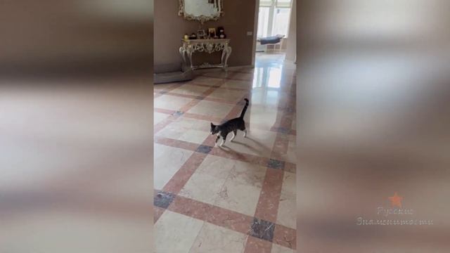 Кошка Ольги Орловой Соня всю ночь плакала! смотреть онлайн