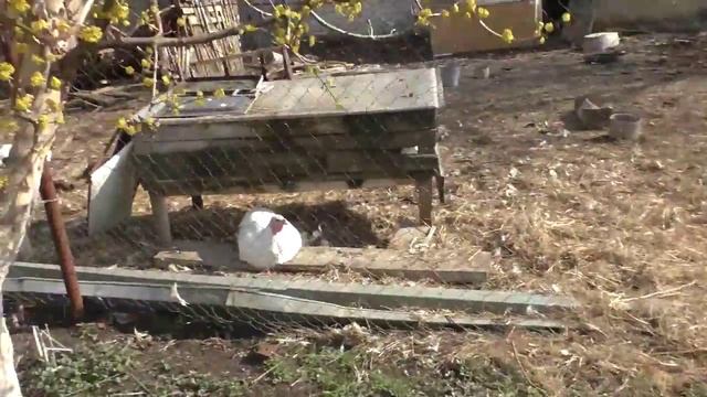 Пчеловодство первые Медоносы юга на огороде семена медоносов продаются смотреть онлайн