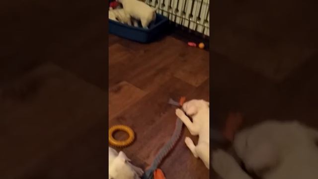 Щенки бультерьера 19.03.2017г смотреть онлайн