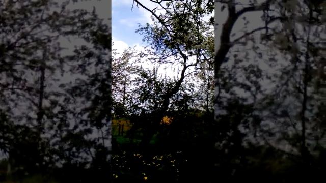 Как же поют соловьи в Подмосковье!!!!! смотреть онлайн