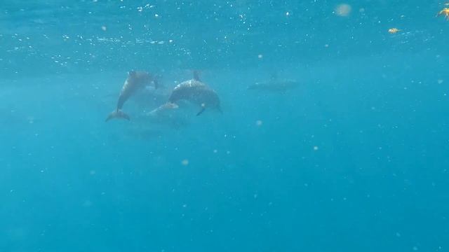 Дельфины в Красном море. Египет июль 2021 смотреть онлайн
