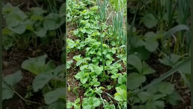 Клубника и чеснок - уход и выращивание на грядках смотреть онлайн
