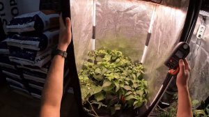 Люксометр - что за прибор? Как измерить уровень освещенности в гроубоксе? Люмены и ватты