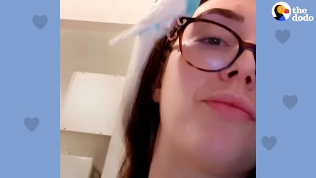 This Woman Finds An Abandoned Parakeet In New York City | The Dodo Soulmates смотреть онлайн