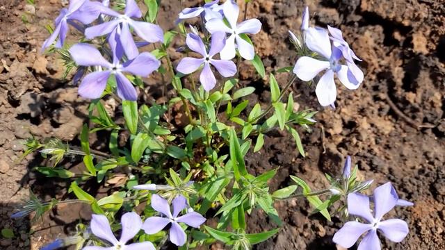 #SpringFlowers #PhloxSplayed #флокс /Весенние цветы. Spring Flowers. Флокс голубой. Phlox splayed смотреть онлайн