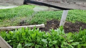 Где лучше сажать щавель. В теплице или на улице.