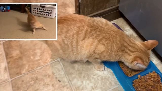 Kitty Poo Club VS Litter Box смотреть онлайн