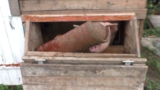 Поросята в крови Что случилось смотреть онлайн