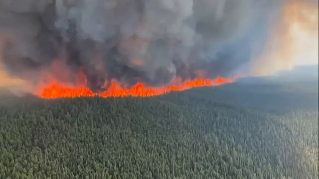 В 2,5 раза больше горит лесов в россии. КРЖ растёт в геометрической прогрессии. смотреть онлайн