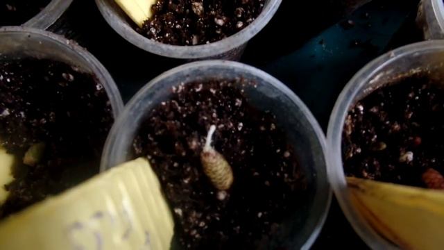 Высаживаю ризомы ахименесов и предлагаю излишки из своей коллекции.Пора садить)