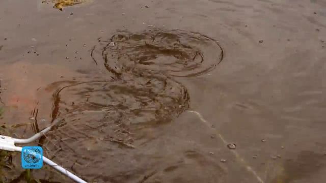 Белый амур очистит пруд Главного ботанического сада Москвы смотреть онлайн