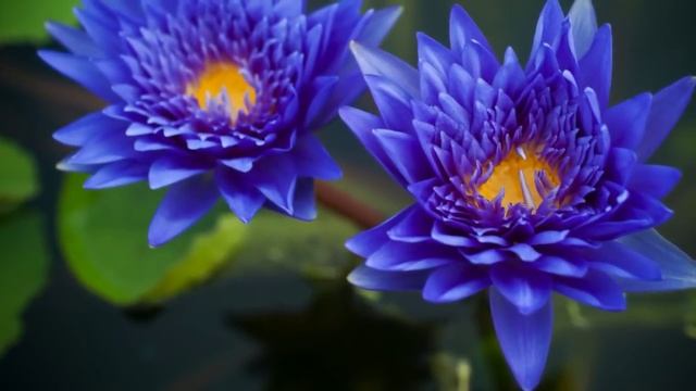 релакс музыка relax music смотреть онлайн