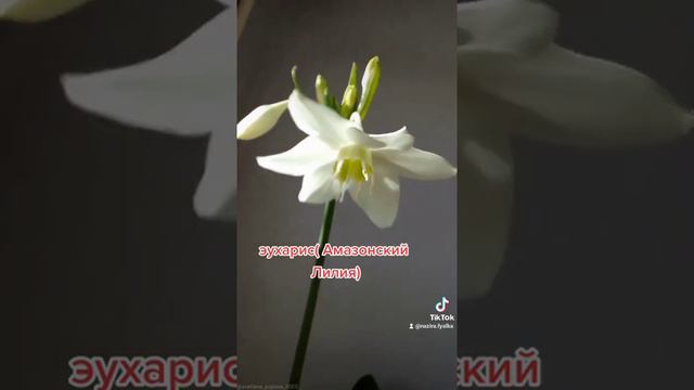 эухарис смотреть онлайн