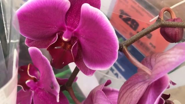 Красота Орхидей в Оби. Шикарные Каскады! смотреть онлайн