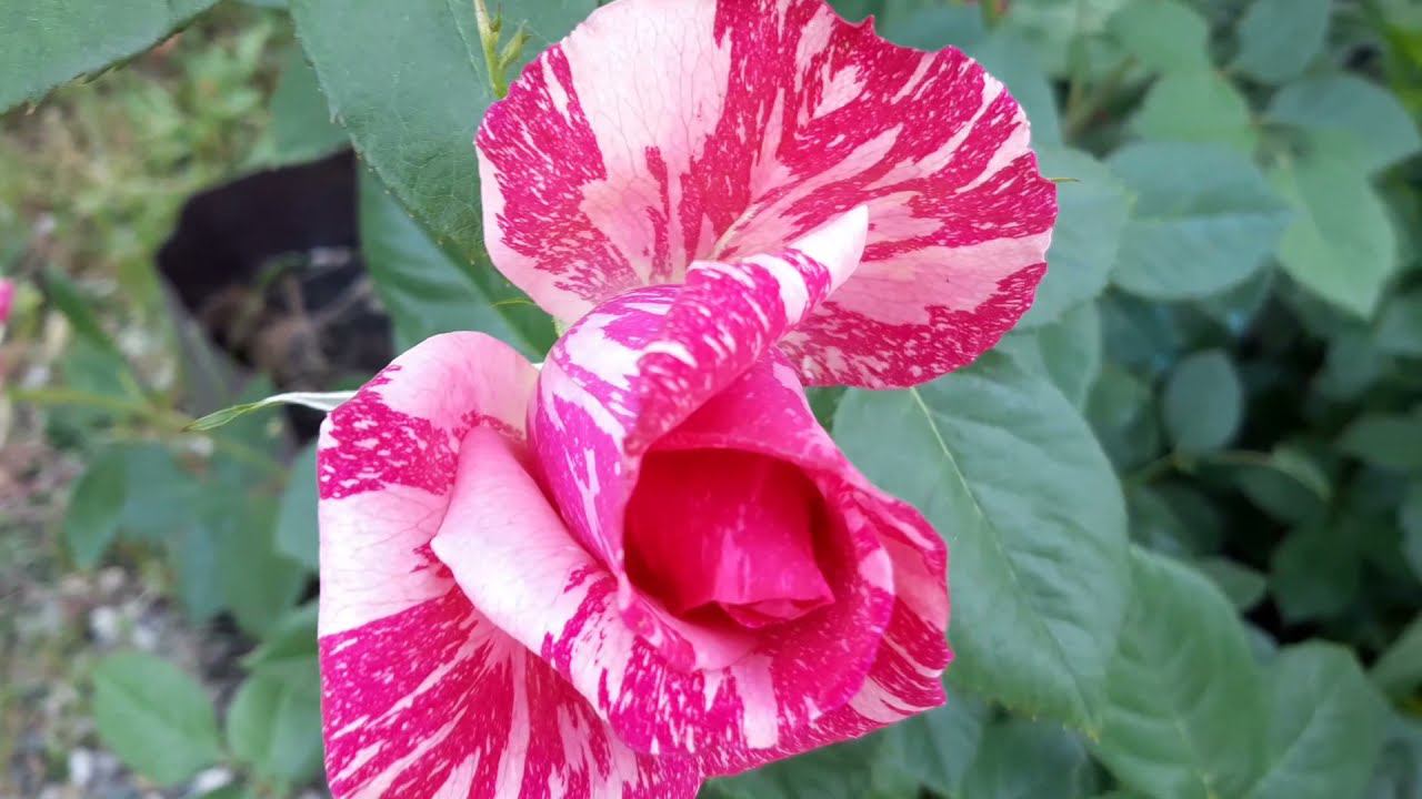 12 июня 2022 Мои полосатики: Абракадабра и Пинк Интуишн и еще... смотреть онлайн