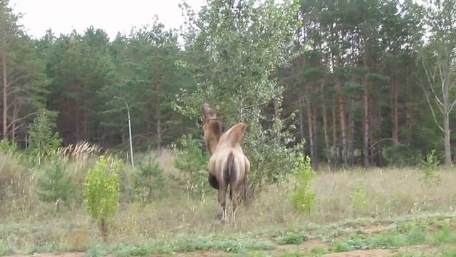 верблюды в Челнах, ест дерево смотреть онлайн