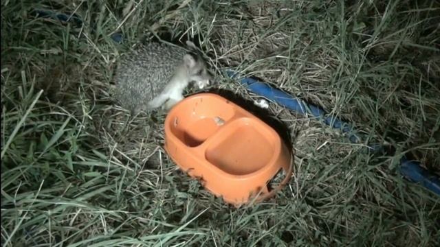 Приручить дикую кошку. 18 августа. Ночные "гости"! смотреть онлайн