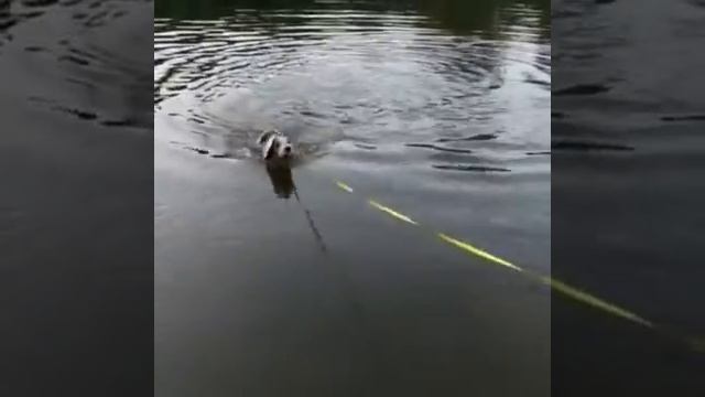 Grand Basset Griffon Vendeen/Большой Вандейский Бассет Гриффон смотреть онлайн