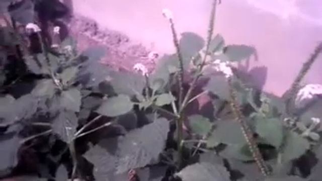 Heliotropium indicum смотреть онлайн