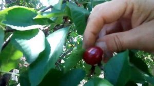 ЧЕРЕШНЯ ВАЛЕРИЙ ЧКАЛОВ ОПИСАНИЕ СОРТА