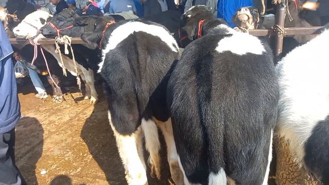 БУКАЧА ГУНОЖИН БОЗОРИ ХУДЖАНД МОЛ бозори хучанд