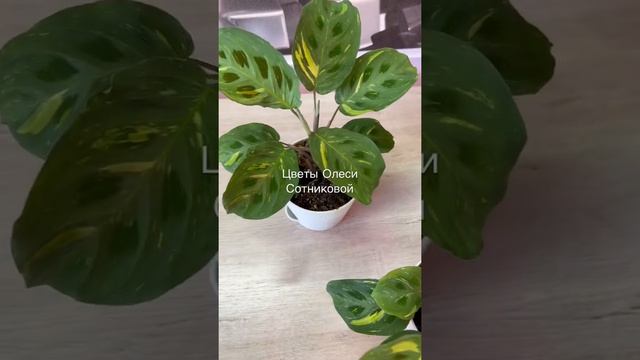 Maranta Leuc. bont variegata смотреть онлайн