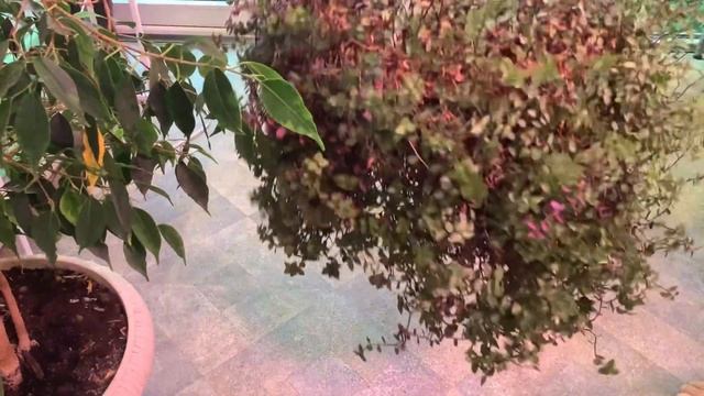 Пора стричь коллизию