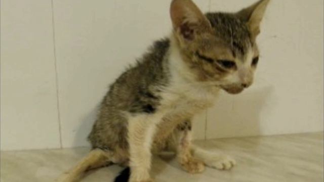 Котёнок пережил настоящий КОШМАР с самого рождения! Что произошло потом ошеломит вас! смотреть онлайн