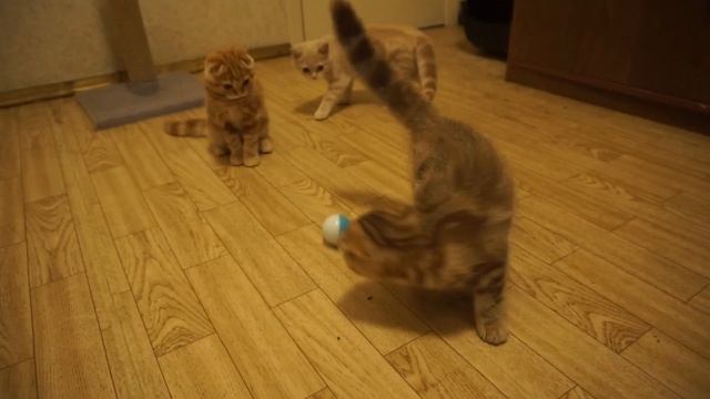 ? Какие игрушки безопасны для кошек? смотреть онлайн