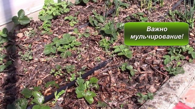 Клубника весной. Чем удобрить?! смотреть онлайн