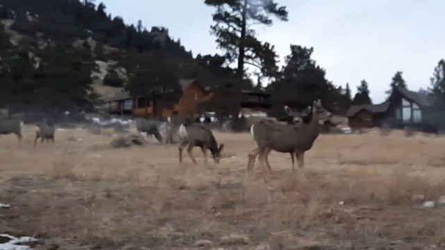 #30 января 2023 г.#usa#2023#january30,2023#colorado#denver#national #nationalpark#Estespark#doe#лан смотреть онлайн