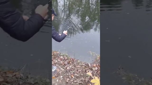 Щука в Горячем ключе?#щука #shorts #горячийключ #рыбалка #fish #youtube #fishing #спиннинг #рыбалка смотреть онлайн