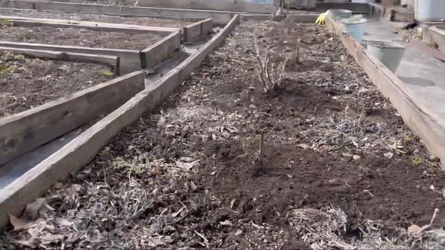 Влог. Дела огородные. Открываю розы и гортензии. апрель 2022 смотреть онлайн