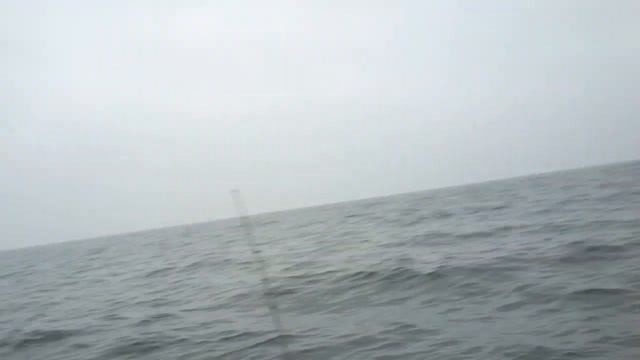 Треска. Джигом по треске или один день на рыбалке в Балтийском море