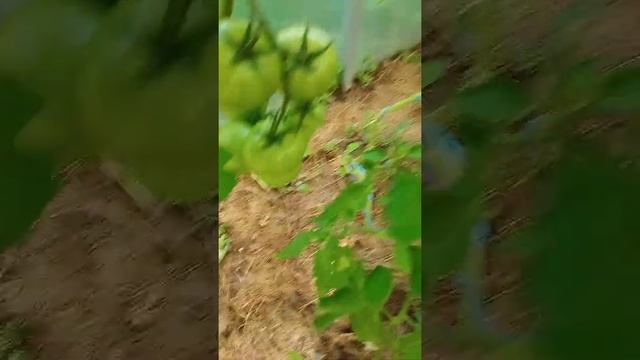 Томат Любаша. Понравился по урожайности и по вкусу. смотреть онлайн