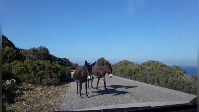 VLOG: Поездка в Dipkarpaz,  Дикие ослики