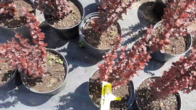 Мы в питомнике растений,покупаю гортензии ?? смотреть онлайн