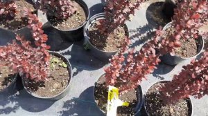 Мы в питомнике растений,покупаю гортензии ??