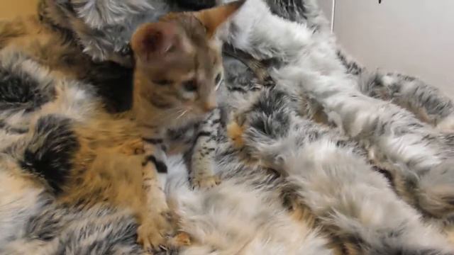 SavannahSweden Quantum Quill смотреть онлайн